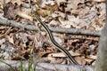 Eastern gartersnake (Thamnophis sirtalis) moving through leaf litter along hiking trail at Copeland Forest Royalty Free Stock Photo