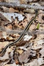 Eastern gartersnake (Thamnophis sirtalis) moving through leaf litter along hiking trail at Copeland Forest Royalty Free Stock Photo