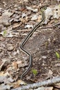 Eastern gartersnake (Thamnophis sirtalis) moving through leaf litter along hiking trail at Copeland Forest Royalty Free Stock Photo