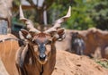 Eastern Giant Eland largest antelope in the world here at the San Diego Zoo in California USA