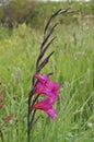 Eastern Gladiolus Royalty Free Stock Photo