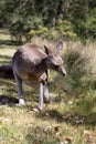Eastern Gray Kangaroo Royalty Free Stock Photo