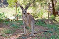 Eastern gray kangaroo Royalty Free Stock Photo