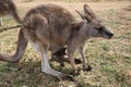 Eastern Gray Kangaroo Royalty Free Stock Photo