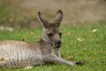 Eastern Gray Kangaroo Royalty Free Stock Photo