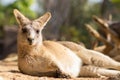 A group of Eastern gray kangaroo Royalty Free Stock Photo
