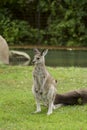 Eastern Gray Kangaroo near River Royalty Free Stock Photo