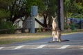 Eastern gray kangaroo rising tall standing on road, Royalty Free Stock Photo