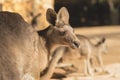 Back of a group of Eastern gray kangaroo Royalty Free Stock Photo