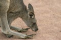 Eastern Gray Kangaroon Up Close