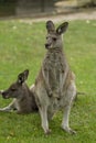 Eastern Gray Kangaroos Royalty Free Stock Photo