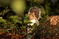 Eastern gray squirrel Royalty Free Stock Photo