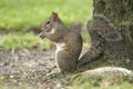 Eastern Gray Squirrel Royalty Free Stock Photo
