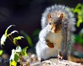 Eastern Gray Squirrel