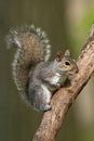 Eastern Gray Squirrel Royalty Free Stock Photo