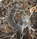 Eastern gray squirrel