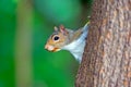 Eastern Gray Squirrel Royalty Free Stock Photo