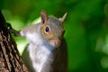 Eastern Gray Squirrel Royalty Free Stock Photo