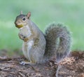 Eastern Gray Squirrel with Acorn Royalty Free Stock Photo