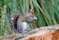 Eastern Gray Squirrel, Athens, Georgia Royalty Free Stock Photo