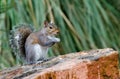 Eastern Gray Squirrel, Athens, Georgia Royalty Free Stock Photo