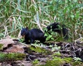 Eastern Gray Squirrel With Black Fur Holding Nut In Mouth Royalty Free Stock Photo