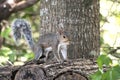 Eastern Gray Squirrel with bushy tail hopping on fire wood