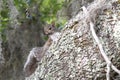 Eastern Gray Squirrel climbing Live Oak with Spanish Moss at Donnelley WMA, South Carolina, USA