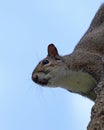 Eastern gray squirrel closeup climbing tree Royalty Free Stock Photo