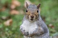 Eastern Gray Squirrel closeup facing front Royalty Free Stock Photo