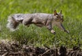 Eastern Gray Squirrel Takes a Leap