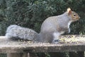 Eastern Gray Squirrel Eating Cracked Corn 4 - Sciurus carolinensis Royalty Free Stock Photo