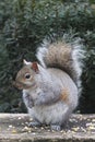 Eastern Gray Squirrel Eating Cracked Corn 3 - Sciurus carolinensis Royalty Free Stock Photo