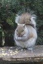 Eastern Gray Squirrel Eating Cracked Corn - Sciurus carolinensis Royalty Free Stock Photo