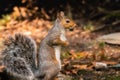 Eastern gray squirrel eating a nut, alertly standing on two legs.