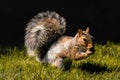 Eastern gray squirrel eating a nut, alertly standing on two legs.