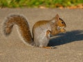 Eastern Gray Squirrel Eating a Nut Royalty Free Stock Photo