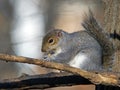 Eastern Gray Squirrel Eating Peanut