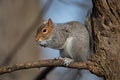 Eastern Gray Squirrel Eating a Peanut Royalty Free Stock Photo