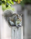 Eastern Gray Squirrel On Fence Post Royalty Free Stock Photo