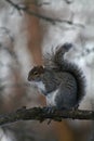 Eastern Gray Squirrel with Frost on Nose Posing on Branch- Sciurus carolinensis Royalty Free Stock Photo