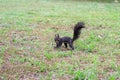 Eastern gray squirrel on a green lawn staring at camera Royalty Free Stock Photo