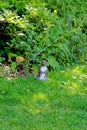 Eastern gray squirrel - Grey squirrel sits on grass