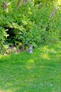 Eastern gray squirrel - Grey squirrel sits on grass