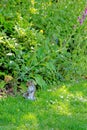 Eastern gray squirrel - Grey squirrel sits on grass