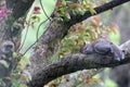 Eastern Gray Squirrel with Half tail Resting on Branch of Tree 2 - Sciurus carolinensis Royalty Free Stock Photo