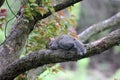 Eastern Gray Squirrel with Half tail Resting on Branch of Tree - Sciurus carolinensis Royalty Free Stock Photo