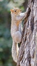 Eastern Gray Squirrel Hanging Onto Tree Royalty Free Stock Photo