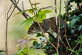 Mammals - Eastern Gray Squirrel, Gray Squirrel,  Sciurus carolinensis Royalty Free Stock Photo