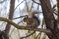 Eastern Gray Squirrel holding onto tree branch Royalty Free Stock Photo